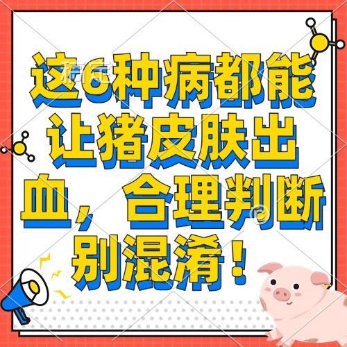 这6种病都能让猪皮肤出血，合理判断别混淆！