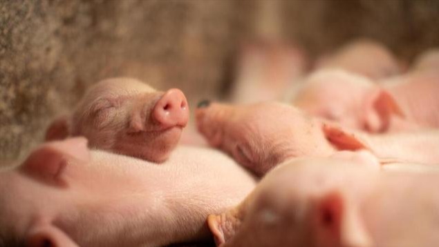 不要小看了乳仔猪缺铁性贫血！防治方法在这里……