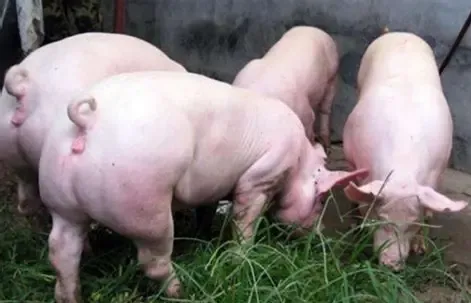 猪胃溃疡：从病理机制到防控策略的全面解析