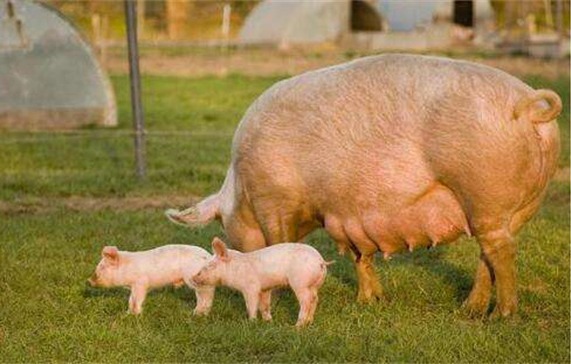 母猪各阶段的流产的原因？