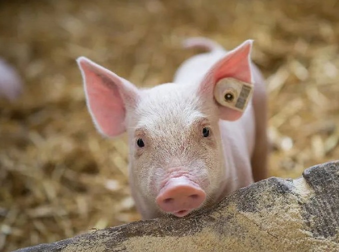 每日猪价——2025年10月10日