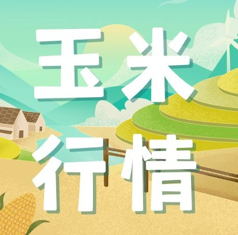 国庆玉米价格“起起落落”：东北、华北、华中、华南价格走势大揭秘