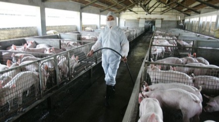 秋季猪舍的注意事项