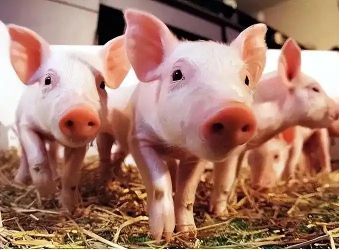 气温骤降，三种猪病进入高发期