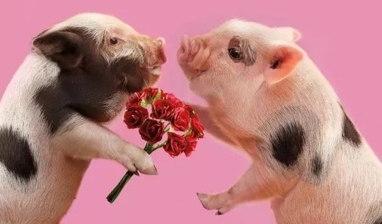 猪 猪皮肤出现红点、斑块你还束手无策？快看解决方案