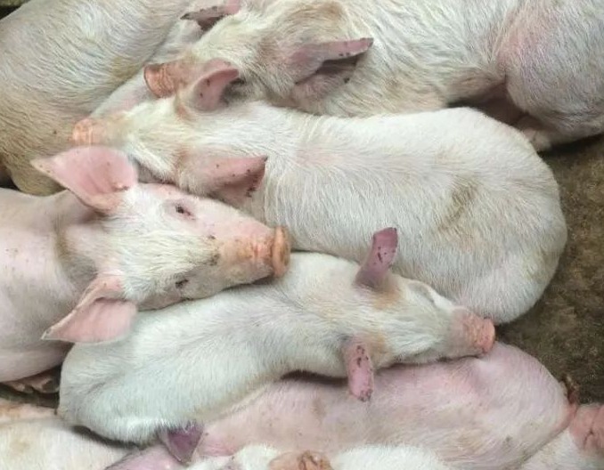 如何通过调控饮水pH值来提升饮水投药效果