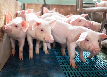 保育舍仔猪保健方案