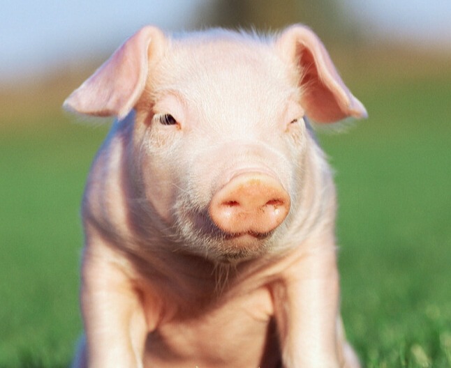 规模化猪场后备母猪饲养管理与技术