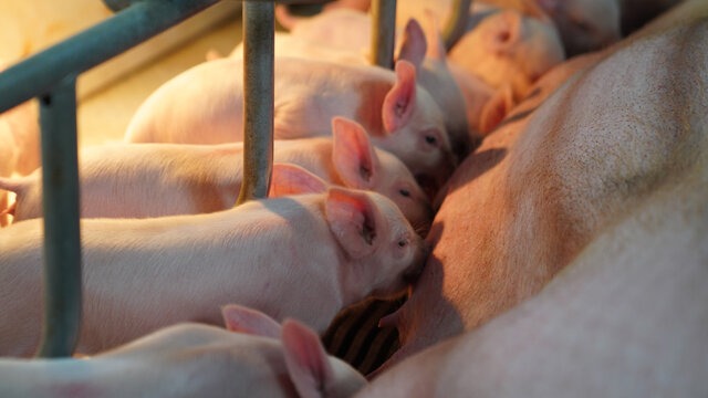 规模化猪场妊娠母猪便秘不食的原因分析