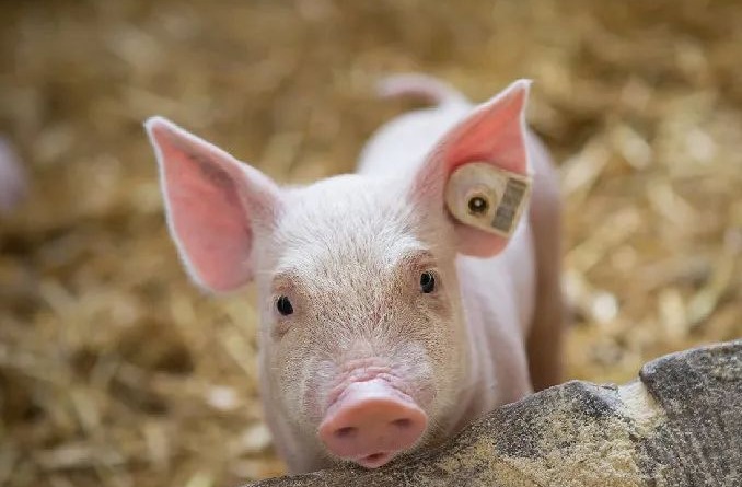 明日猪价 | 2025.10.11日~全国各地最新猪价（猪价已更新！）