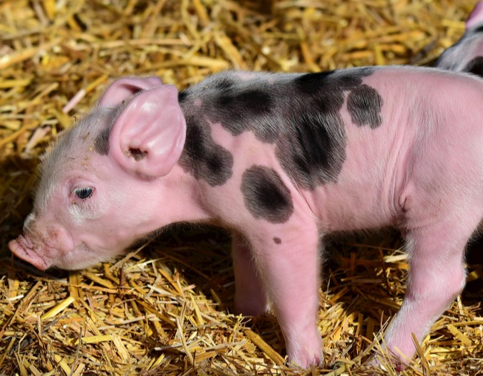 乳猪腹泻的原因与防控技术