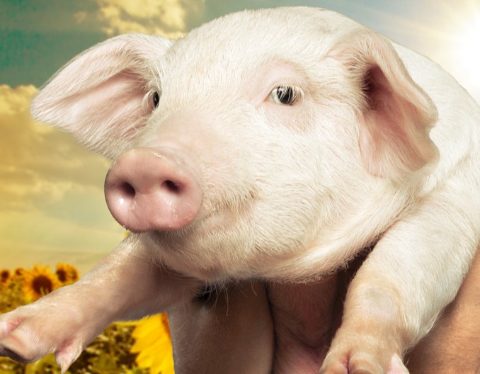 规模化猪场养猪管理与技术知识汇总