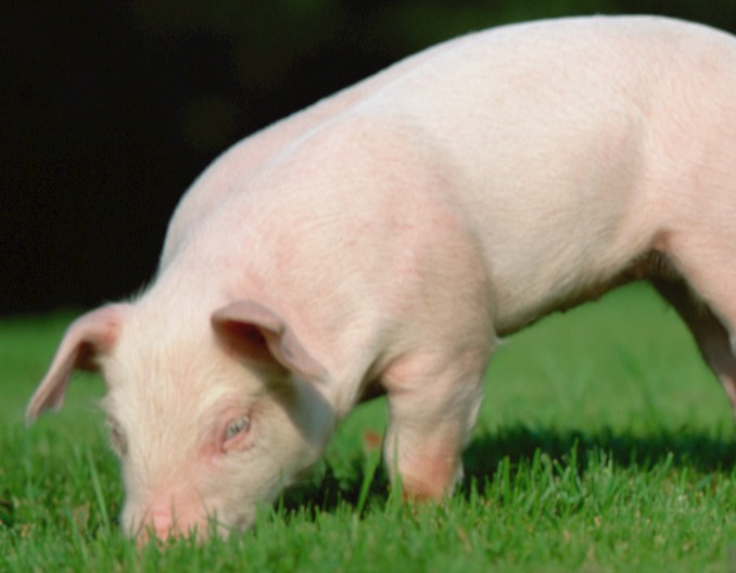 保育仔猪消瘦喘气炸毛的原因与用药