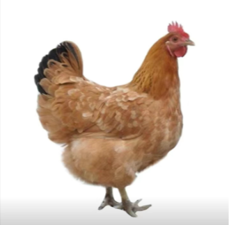 连续阴雨天气蛋鸡应激防控实用方案