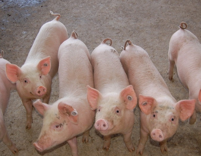 猪场联合用药原则