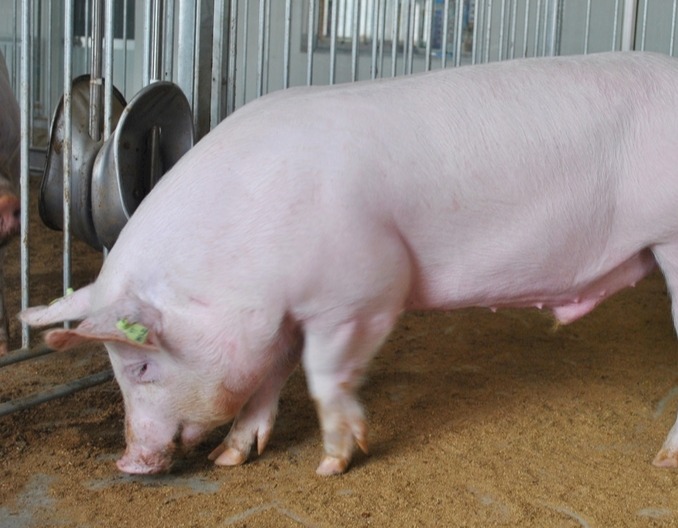 八种猪常见皮肤病变，如何轻松鉴别和防治？