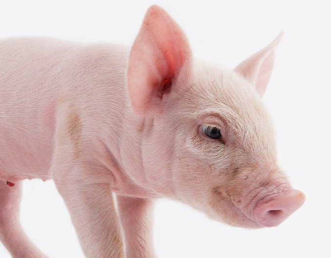 超实用！教你如何正确辨别并防治猪感冒和猪流感！