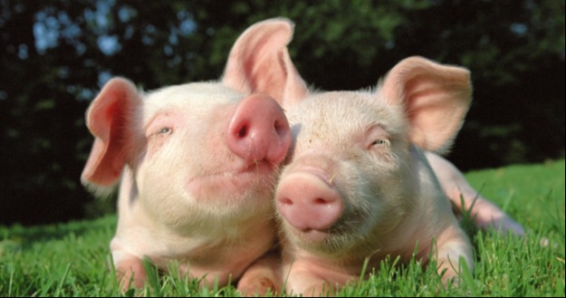 猪涨肚没啥难诊断的,其实也就下面这六种原因......