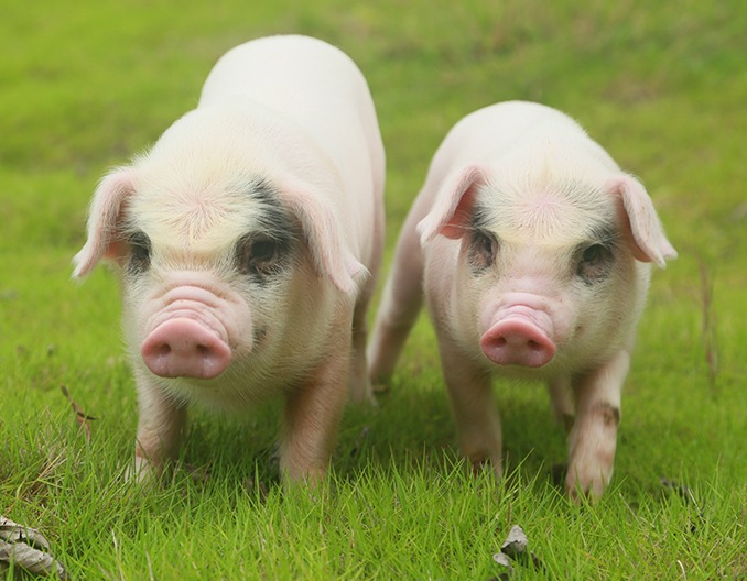 猪场应激伤不起！如何降低应激所带来的损失？