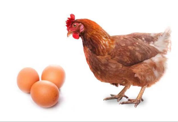 蛋鸡养殖新玉米使用全流程注意事项