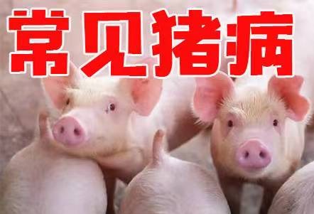 秋末冬初温差大重视警惕猪流感的危害（一）