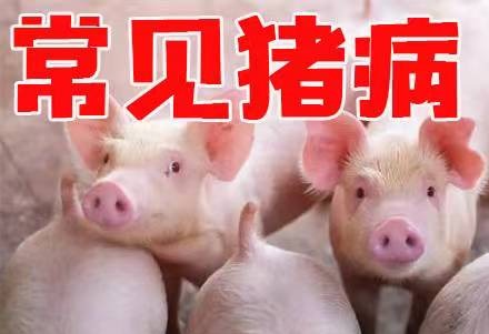 秋末冬初温差大重视警惕猪流感的危害（二）