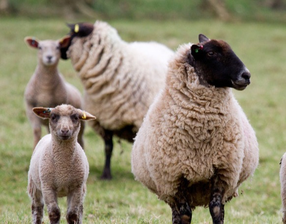 142种牛羊常见病及症状大全