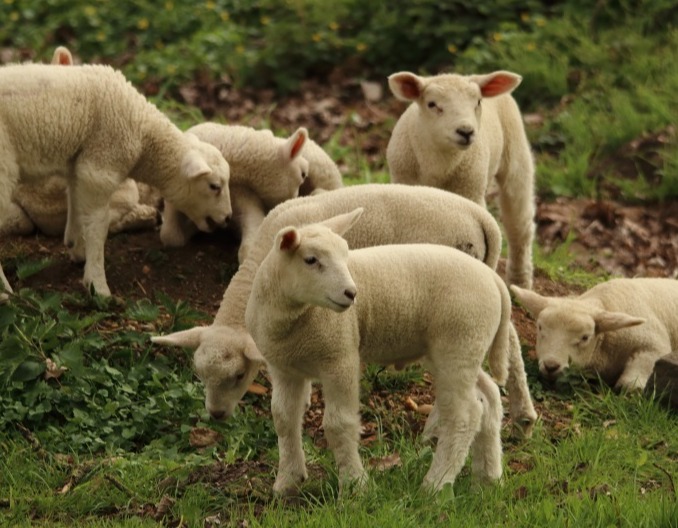 羊吸入性肺炎的症状及预防治疗方法
