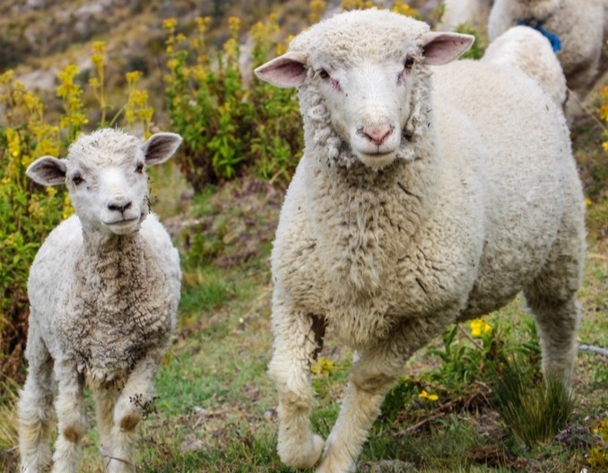 这些物质缺乏会影响羊的繁殖，一定要注意！