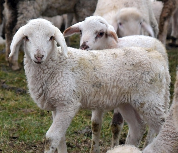 羊出现发烧、流鼻涕、咳嗽用青霉素治疗没效果怎么办？