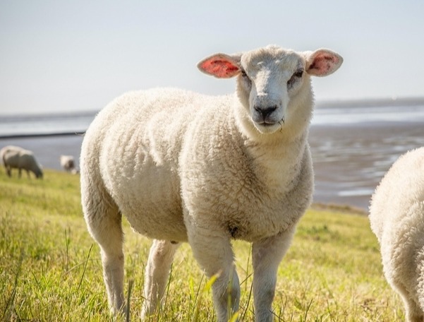 快速处理羊胀气的方法，简单又有效！