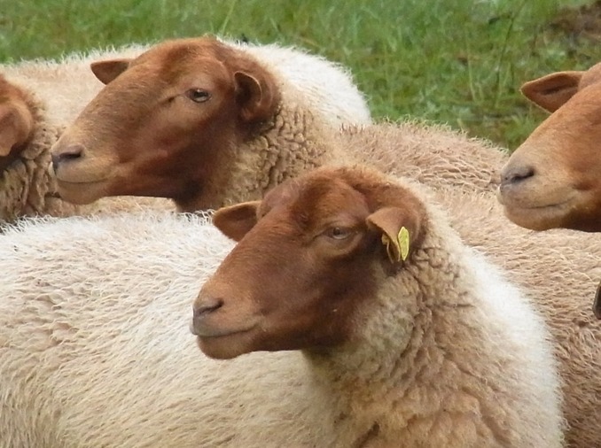 秋季养羊“七大忌”