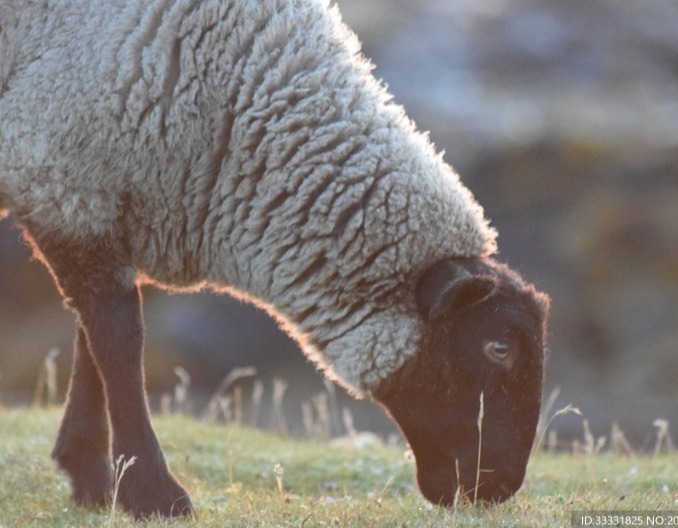 秋季放羊牧羊的6个重点