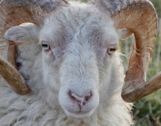掌握育肥羊的生长发育规律，最终实现养羊多赚钱