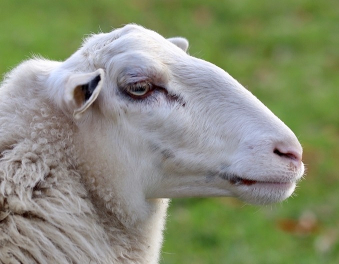 羊站不起来是什么病，羊病快速诊断与防治