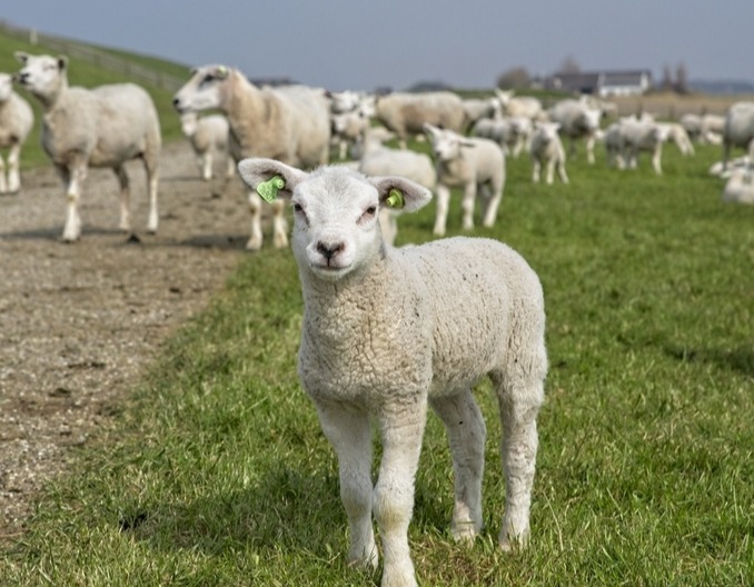 母羊产前特征以及产羔时注意事项