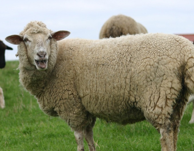 秋季常见羊病的防治