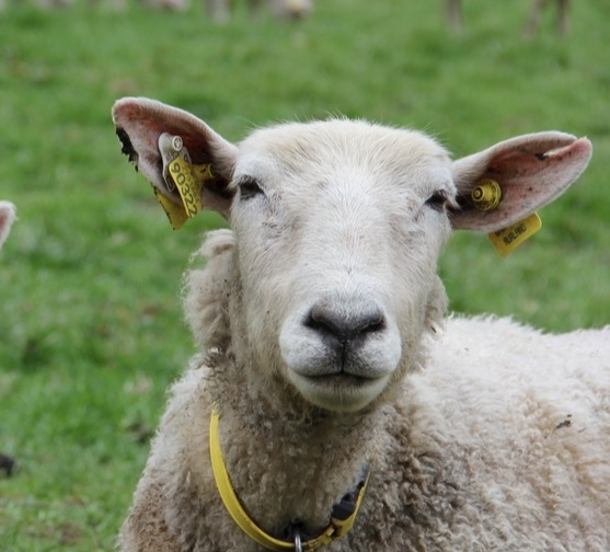羔羊站不起来,多半是缺钙,一定要注意!