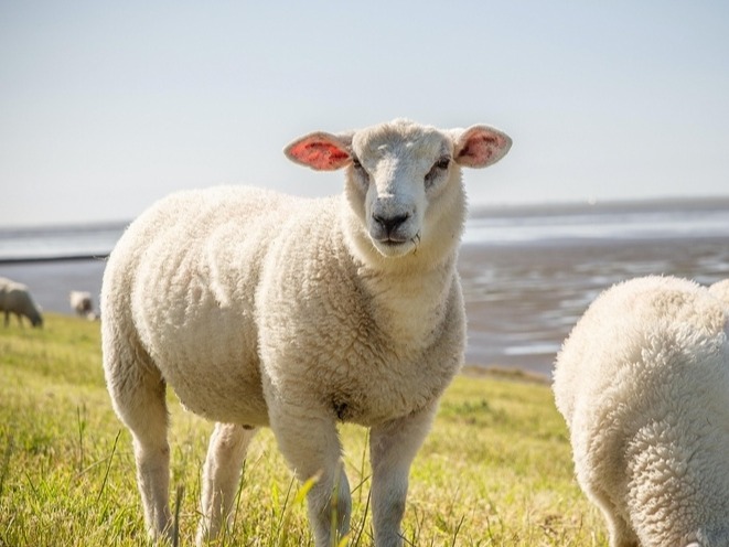 养羊没诀窍,做好这几点就行!