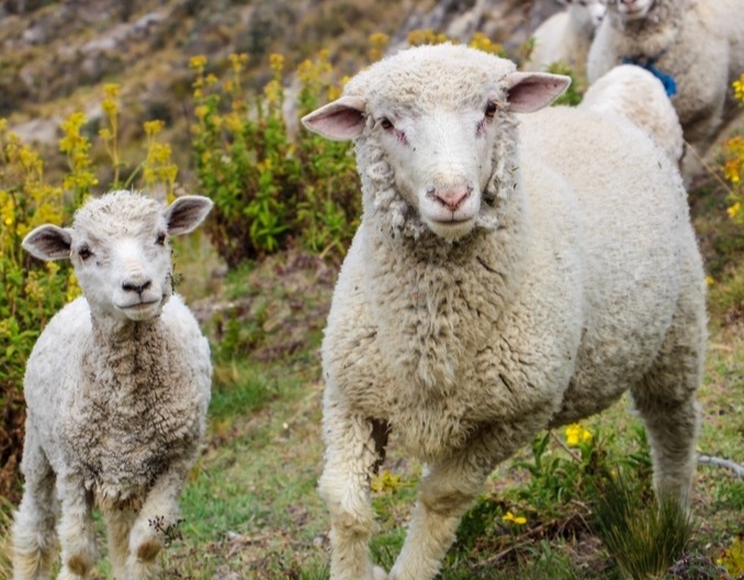哺乳期羔羊饲喂要点
