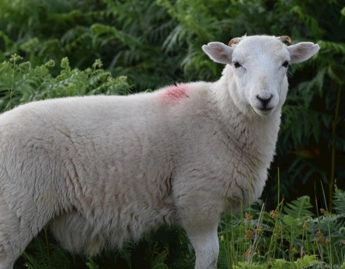 养羊:羊场常见的病让你让不胜防,赶紧学习起来