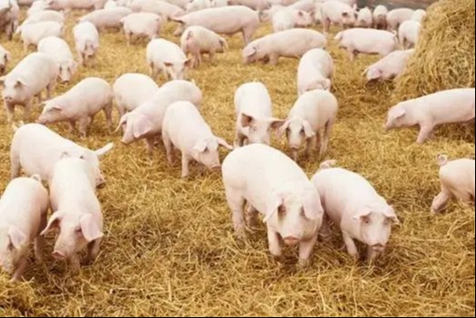 猪呕吐是什么病造成的？会是非洲猪瘟吗？