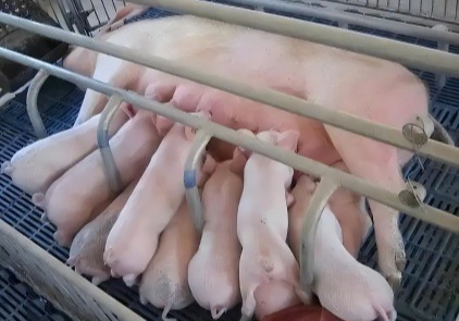 母猪攻胎难题多，如何实现胎儿健康与母猪顺利分娩？