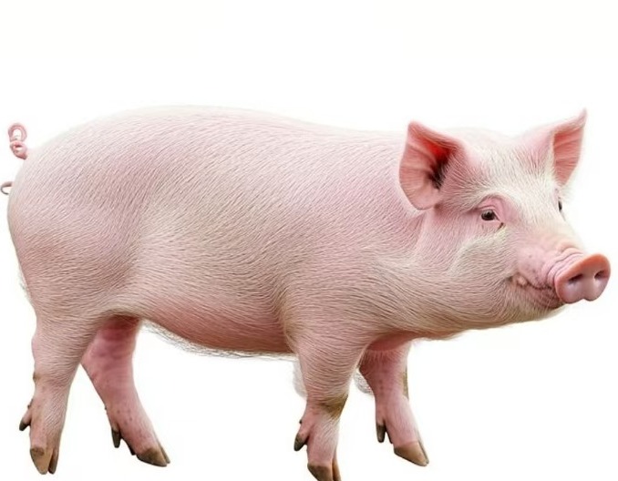 猪咬尾巴是什么原因,怎么治疗?养猪人看，本文有详细解决方案！