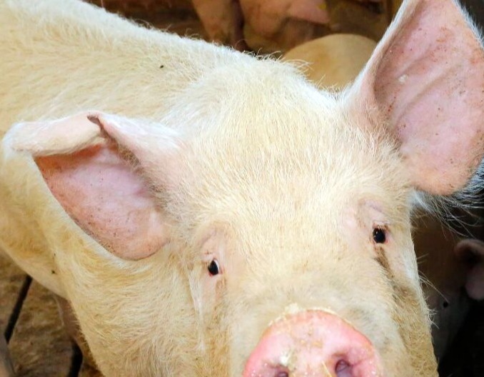 时隔26年再现：丹麦猪群中发现猪布鲁氏菌