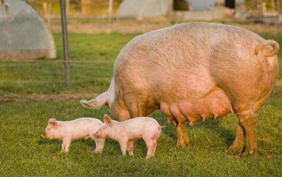 饲料拌药需要注意哪些问题？