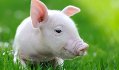 养猪只要你记住三句话,保证你的猪秋冬不咳嗽,根本不需要用药!