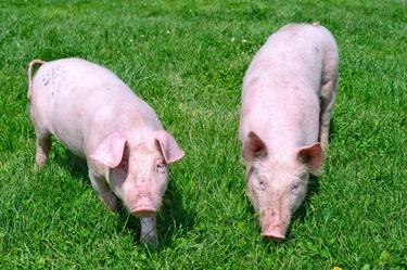 2025年9月营养快报 | 一句话总结6篇最新养猪动物营养科研文献