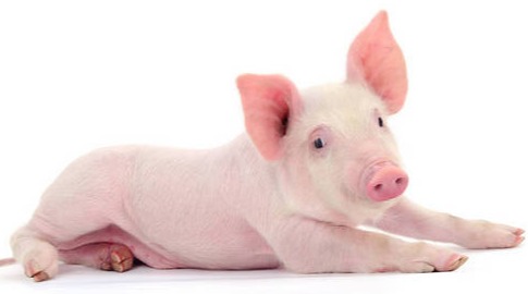 北方持续稳,二育有进场!10月13日全国最新生猪报价