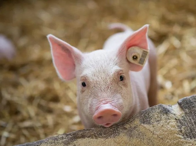 10月13日猪价：震荡趋稳！猪价跌入5元区间